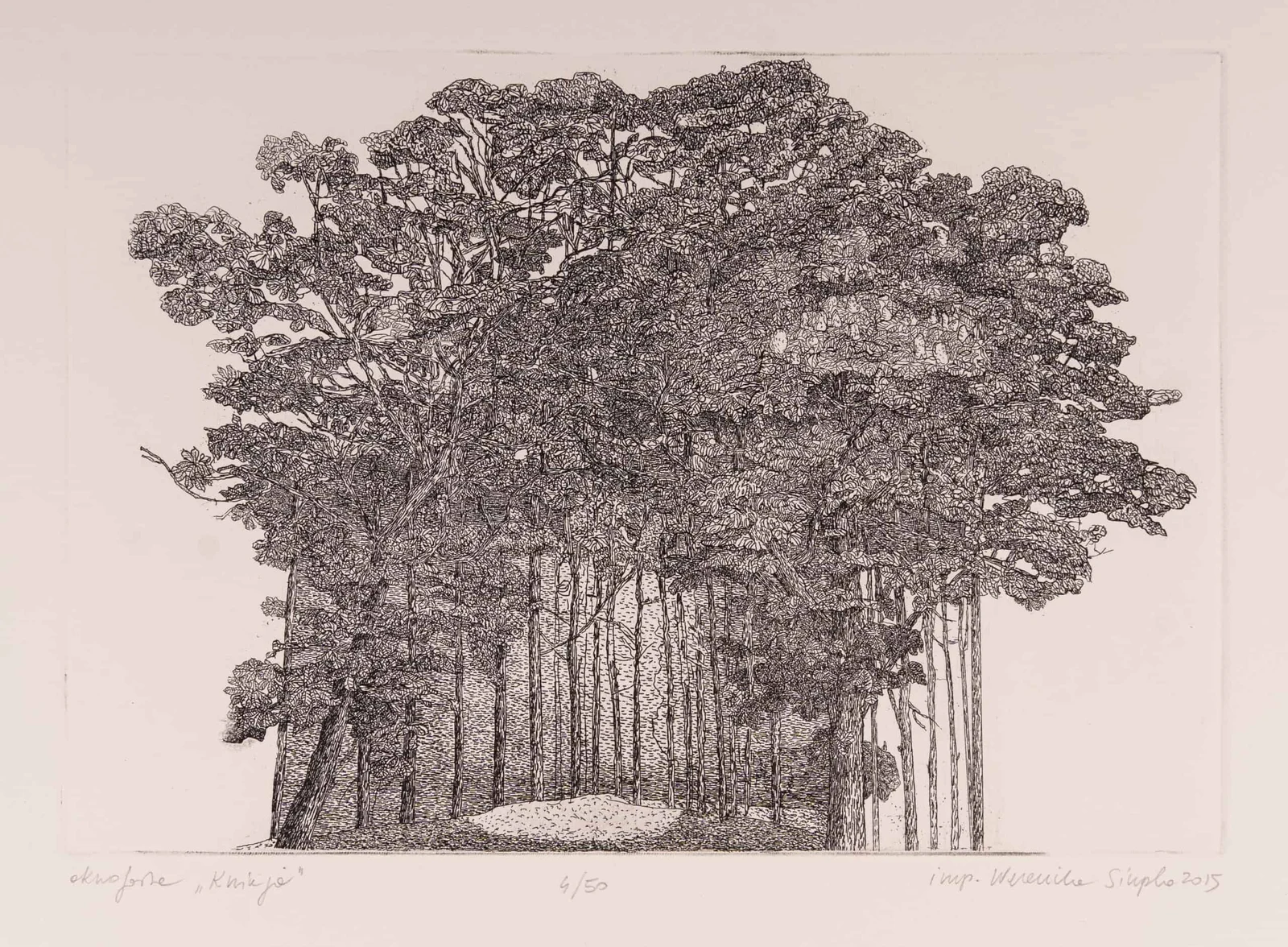 15/4 Forest — Weronika Siupka